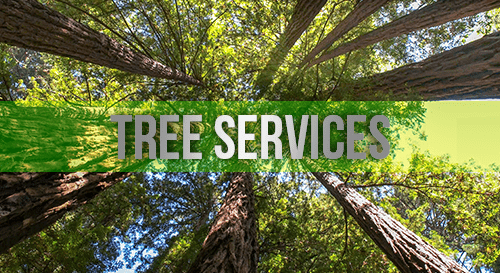Tree Services